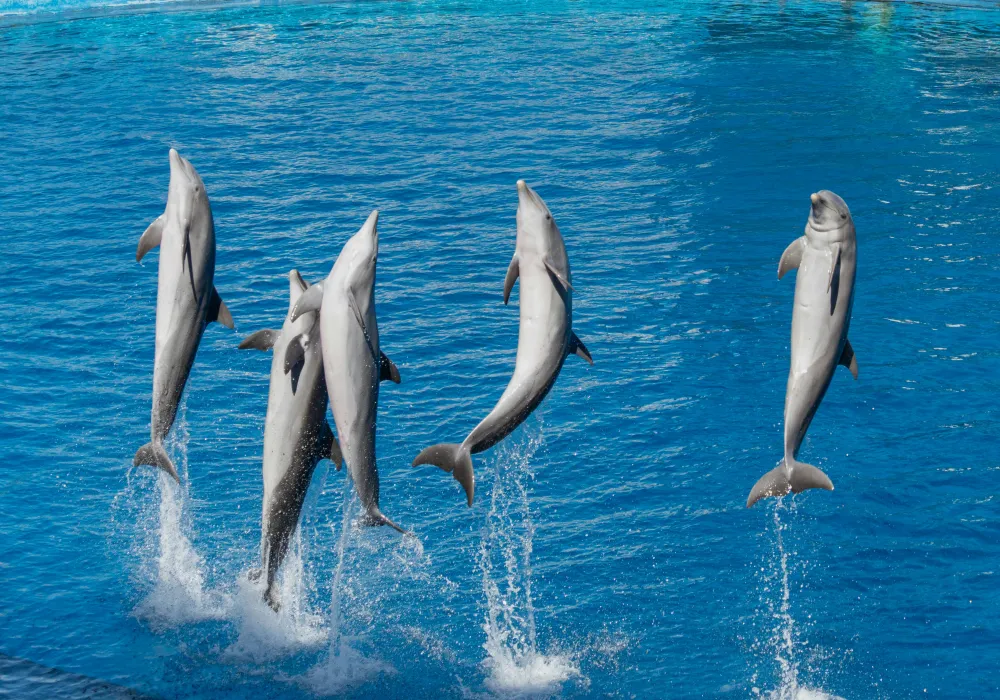 DUBAI DREAM HOLIDAY